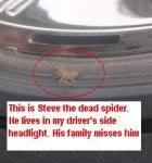 Steve the Spider.JPG